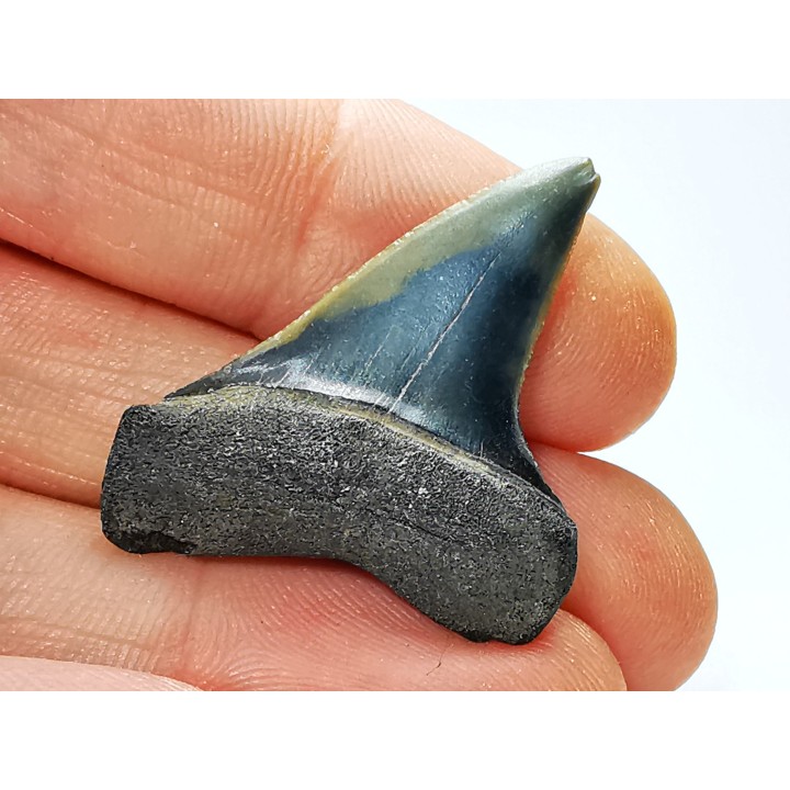 dent de requin: CARCHARODON HASTALIS - Miocène-Pliocène - Belgique