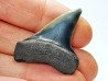 shark tooth: CARCHARODON HASTALIS, Miocene-Pliocene, Belgium