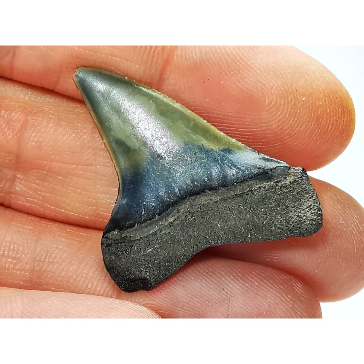 shark tooth: CARCHARODON HASTALIS,  Miocene-Pliocene, Belgium