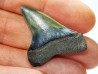 dent de requin: CARCHARODON HASTALIS - Miocène-Pliocène - Belgique