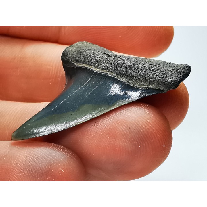 dent de requin: CARCHARODON HASTALIS - Miocène-Pliocène - Belgique