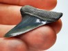 shark tooth: CARCHARODON HASTALIS, Miocene-Pliocene, Belgium
