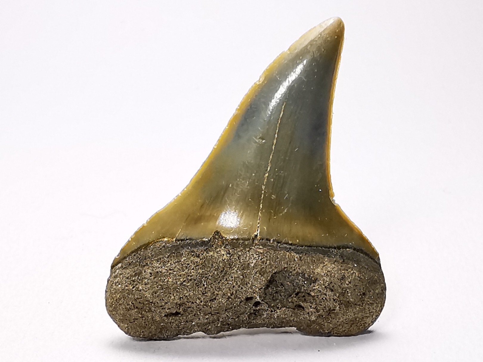 shark tooth: CARCHARODON HASTALIS, Miocene-Pliocene, Belgium