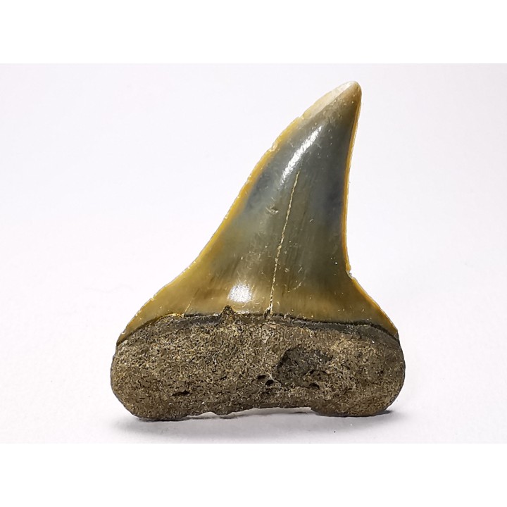 dent de requin: CARCHARODON HASTALIS - Miocène-Pliocène - Belgique