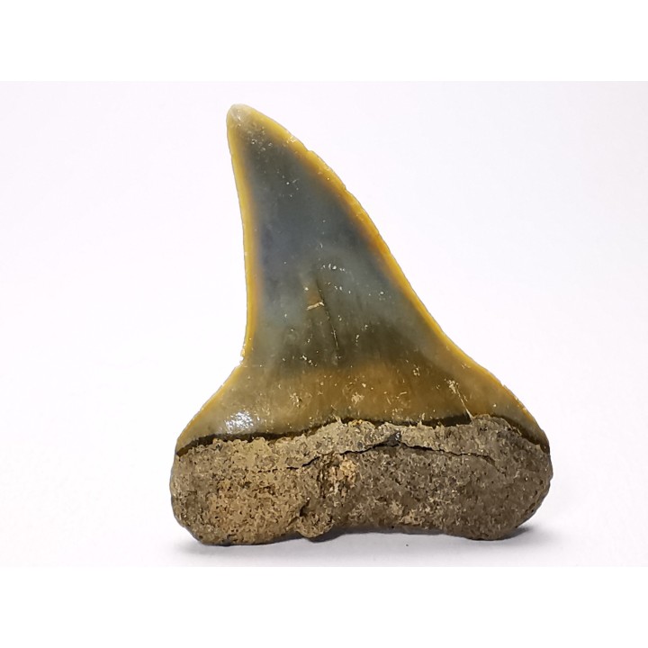 dent de requin: CARCHARODON HASTALIS - Miocène-Pliocène - Belgique