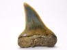 dent de requin: CARCHARODON HASTALIS - Miocène-Pliocène - Belgique
