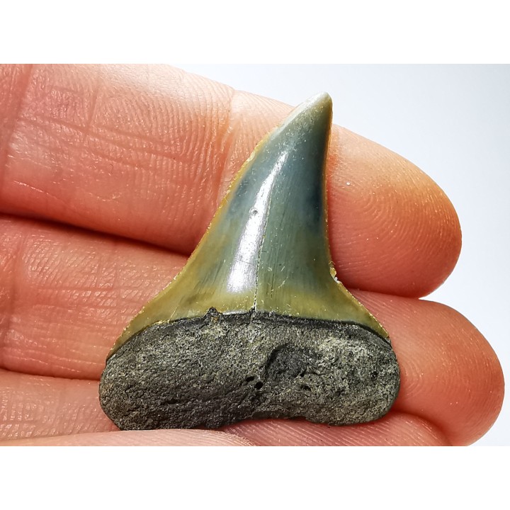 dent de requin: CARCHARODON HASTALIS - Miocène-Pliocène - Belgique