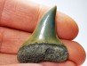dent de requin: CARCHARODON HASTALIS - Miocène-Pliocène - Belgique