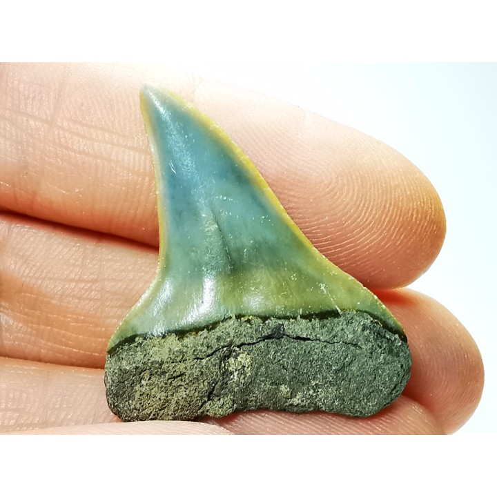 shark tooth: CARCHARODON HASTALIS,  Miocene-Pliocene, Belgium