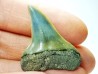 shark tooth: CARCHARODON HASTALIS, Miocene-Pliocene, Belgium