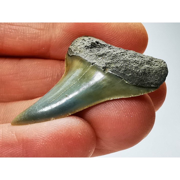 dent de requin: CARCHARODON HASTALIS - Miocène-Pliocène - Belgique