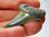 shark tooth: CARCHARODON HASTALIS, Miocene-Pliocene, Belgium