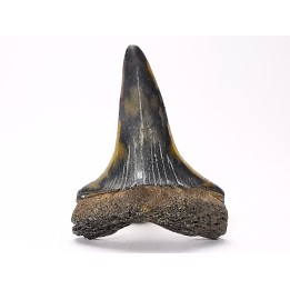 dent de requin: CARCHARODON HASTALIS - Miocène-Pliocène - Belgique