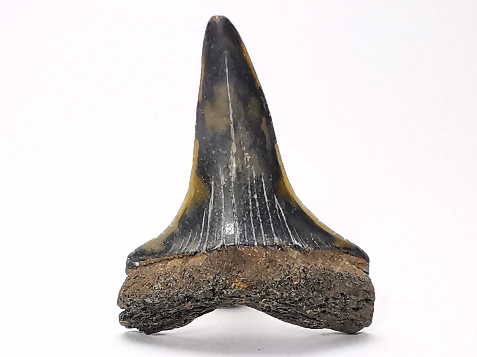 shark tooth: CARCHARODON HASTALIS, Miocene-Pliocene, Belgium