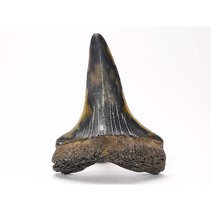 shark tooth: CARCHARODON HASTALIS,  Miocene-Pliocene, Belgium
