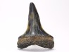 shark tooth: CARCHARODON HASTALIS, Miocene-Pliocene, Belgium