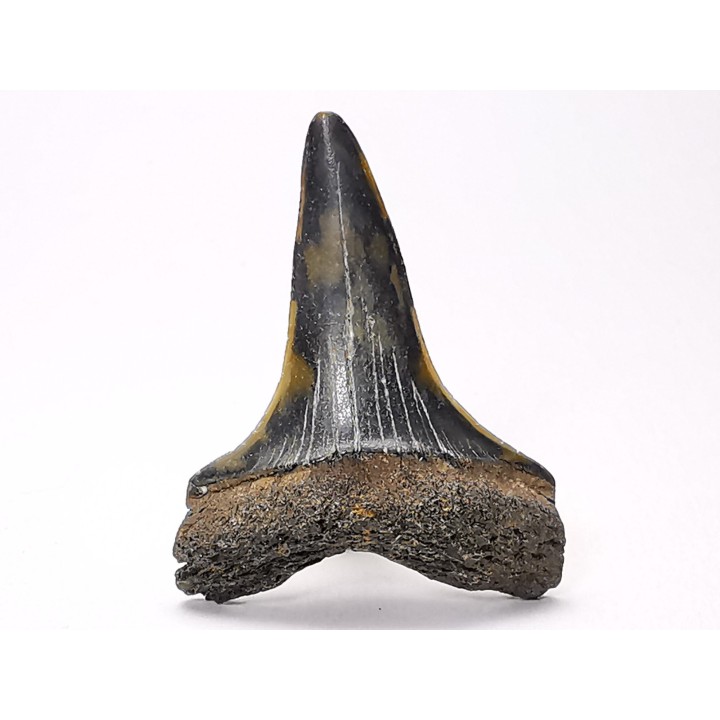 dent de requin: CARCHARODON HASTALIS - Miocène-Pliocène - Belgique