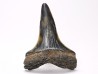 shark tooth: CARCHARODON HASTALIS, Miocene-Pliocene, Belgium