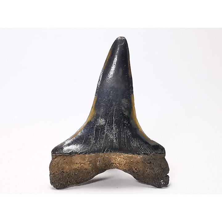 dent de requin: CARCHARODON HASTALIS - Miocène-Pliocène - Belgique