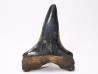 shark tooth: CARCHARODON HASTALIS, Miocene-Pliocene, Belgium