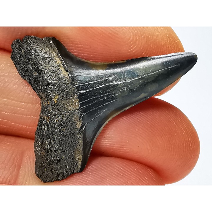 dent de requin: CARCHARODON HASTALIS - Miocène-Pliocène - Belgique