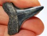 shark tooth: CARCHARODON HASTALIS, Miocene-Pliocene, Belgium