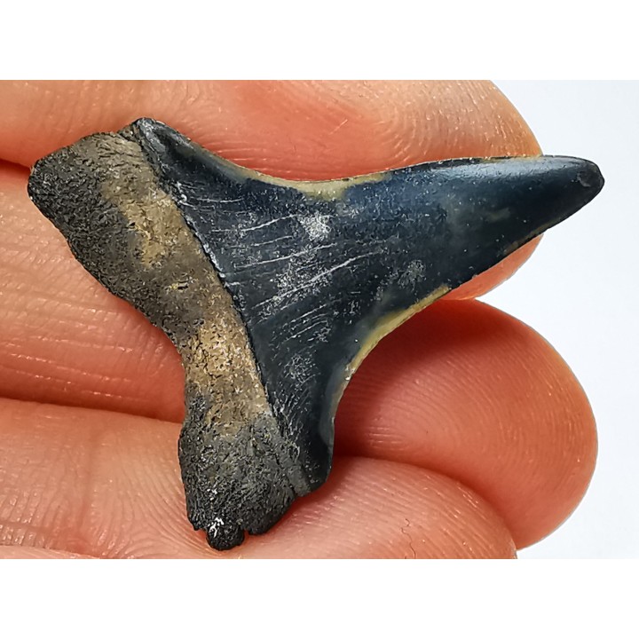 dent de requin: CARCHARODON HASTALIS - Miocène-Pliocène - Belgique