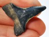 shark tooth: CARCHARODON HASTALIS, Miocene-Pliocene, Belgium