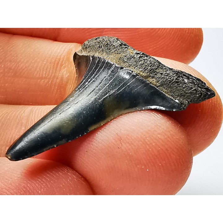 shark tooth: CARCHARODON HASTALIS,  Miocene-Pliocene, Belgium