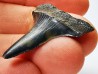 dent de requin: CARCHARODON HASTALIS - Miocène-Pliocène - Belgique