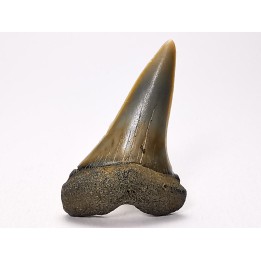 shark tooth: CARCHARODON HASTALIS,  Miocene-Pliocene, Belgium