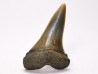 shark tooth: CARCHARODON HASTALIS, Miocene-Pliocene, Belgium