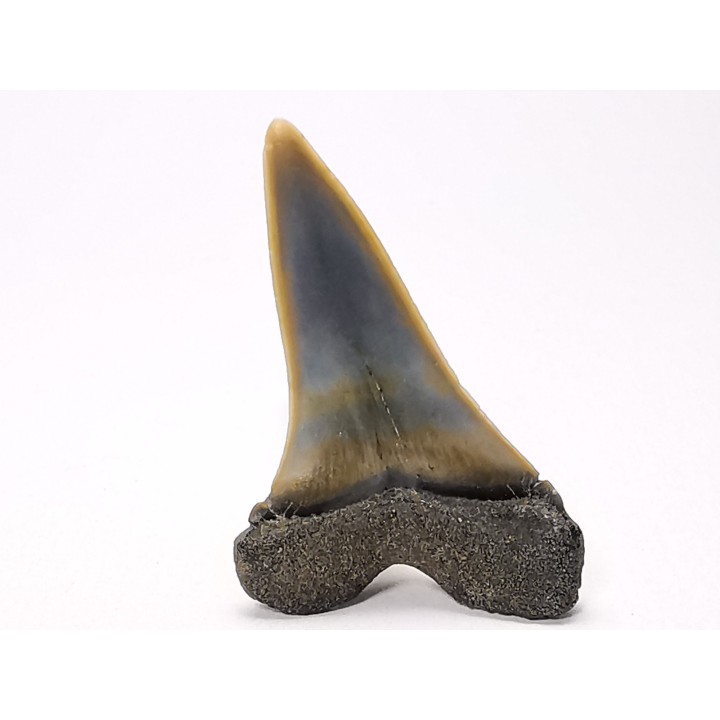 dent de requin: CARCHARODON HASTALIS - Miocène-Pliocène - Belgique