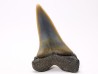 dent de requin: CARCHARODON HASTALIS - Miocène-Pliocène - Belgique