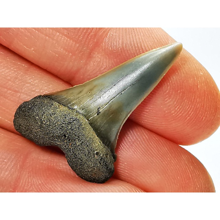 shark tooth: CARCHARODON HASTALIS,  Miocene-Pliocene, Belgium