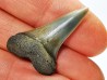 dent de requin: CARCHARODON HASTALIS - Miocène-Pliocène - Belgique