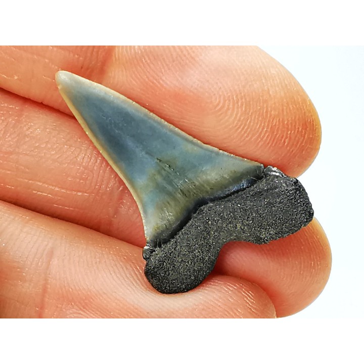 shark tooth: CARCHARODON HASTALIS,  Miocene-Pliocene, Belgium