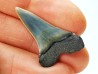 shark tooth: CARCHARODON HASTALIS, Miocene-Pliocene, Belgium