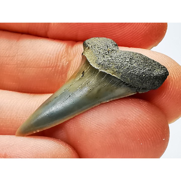 dent de requin: CARCHARODON HASTALIS - Miocène-Pliocène - Belgique