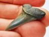 dent de requin: CARCHARODON HASTALIS - Miocène-Pliocène - Belgique