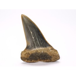 dent de requin: CARCHARODON HASTALIS - Miocène-Pliocène - Belgique