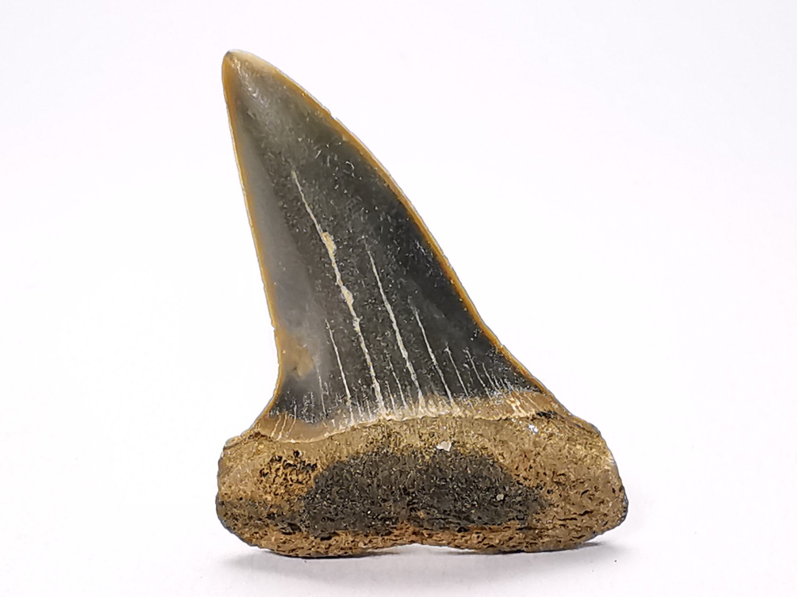 shark tooth: CARCHARODON HASTALIS, Miocene-Pliocene, Belgium