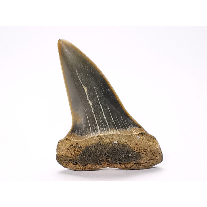 dent de requin: CARCHARODON HASTALIS - Miocène-Pliocène - Belgique