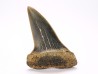 shark tooth: CARCHARODON HASTALIS, Miocene-Pliocene, Belgium
