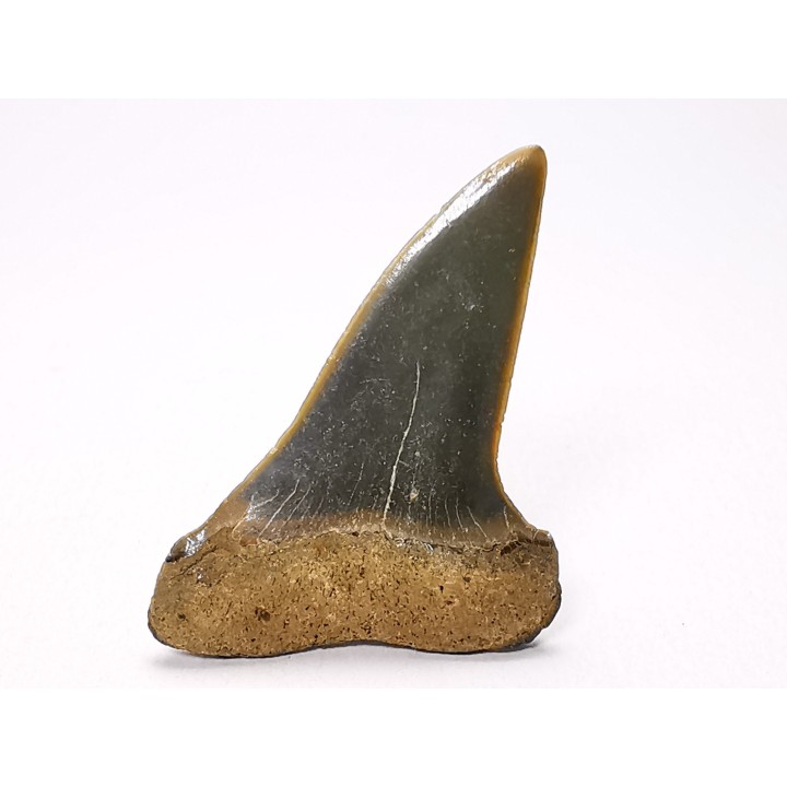 shark tooth: CARCHARODON HASTALIS,  Miocene-Pliocene, Belgium