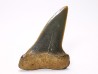 shark tooth: CARCHARODON HASTALIS, Miocene-Pliocene, Belgium