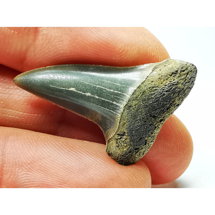 dent de requin: CARCHARODON HASTALIS - Miocène-Pliocène - Belgique