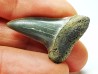 shark tooth: CARCHARODON HASTALIS, Miocene-Pliocene, Belgium