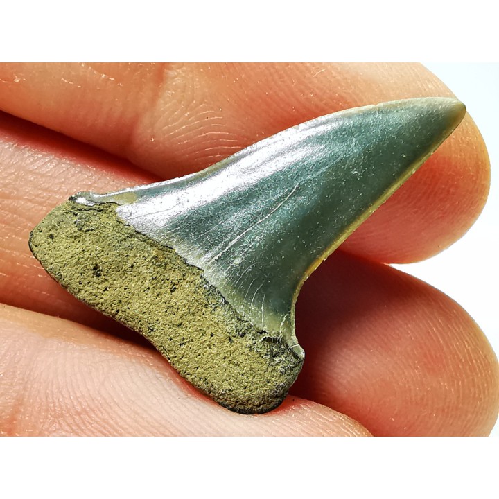 shark tooth: CARCHARODON HASTALIS,  Miocene-Pliocene, Belgium