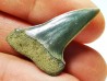 dent de requin: CARCHARODON HASTALIS - Miocène-Pliocène - Belgique